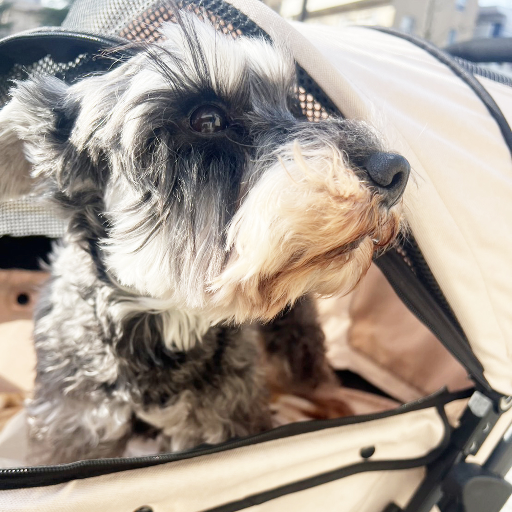 卒業犬チコリちゃんの近況☆